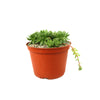 Common Houseleek - Sempervivum tectorum &
