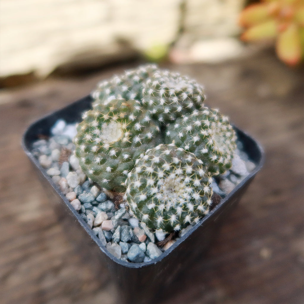 Copiapoa Laui