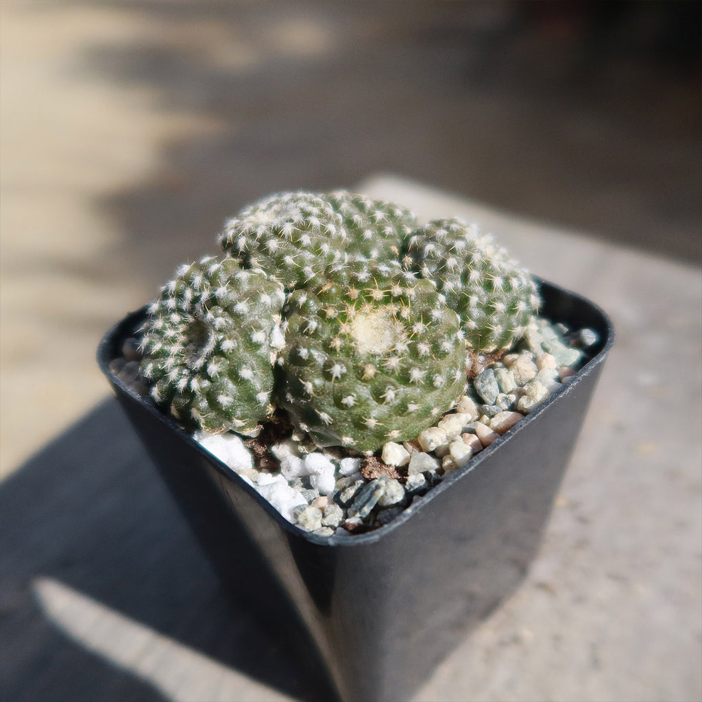 Copiapoa Laui