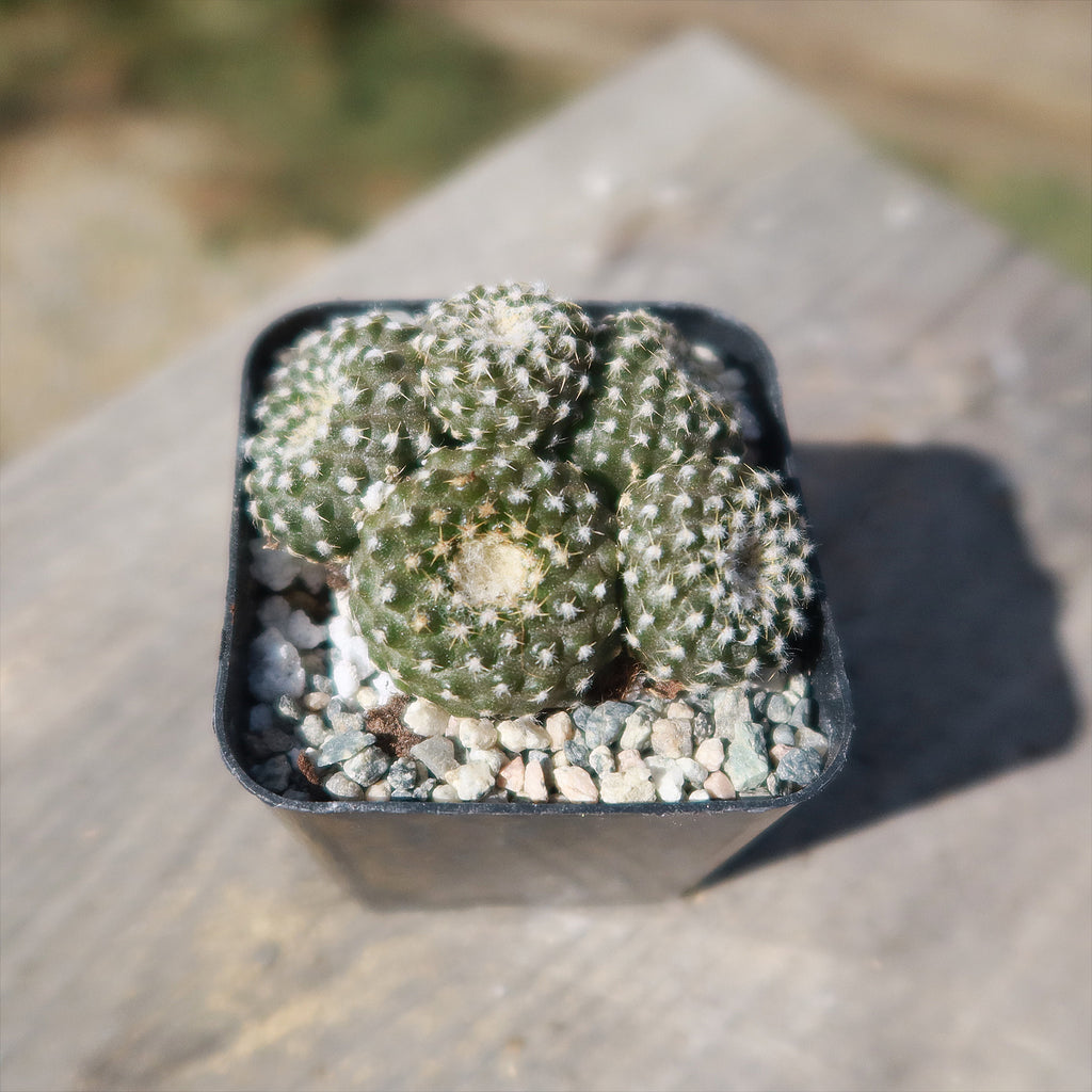 Copiapoa Laui
