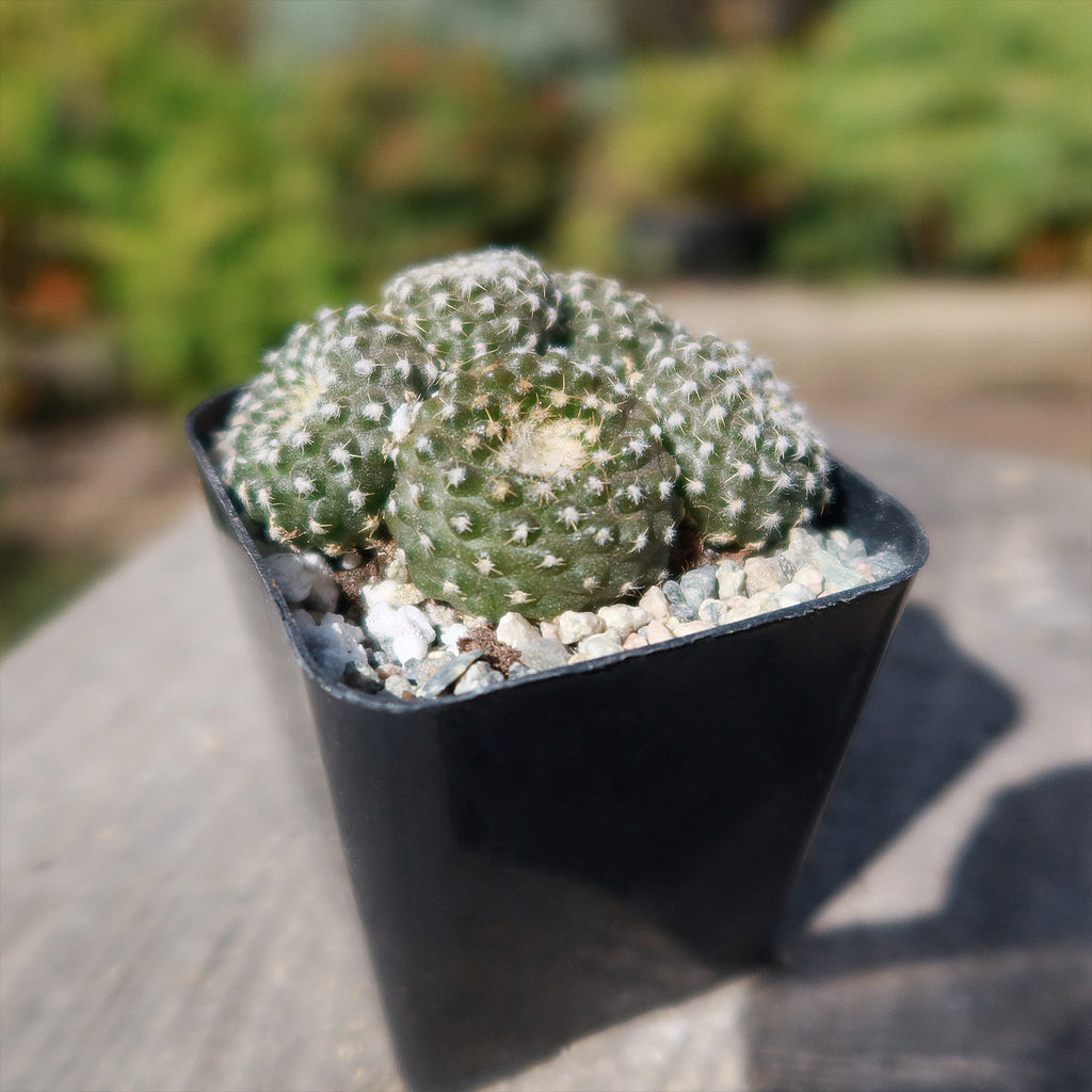 Copiapoa Laui