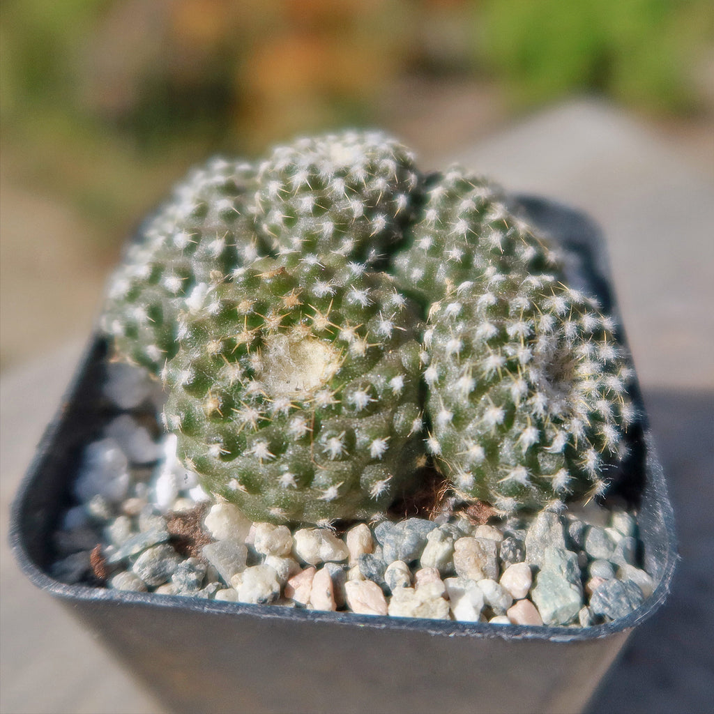 Copiapoa Laui