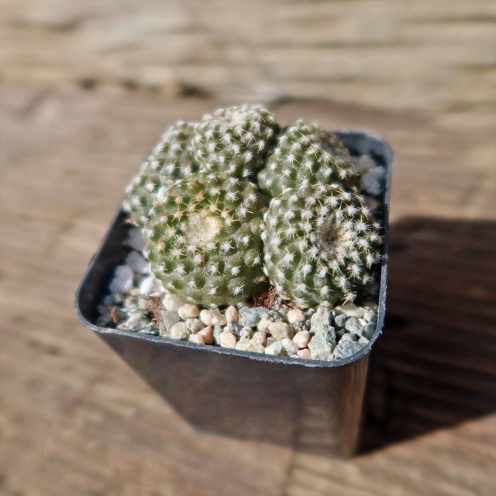 Copiapoa Laui