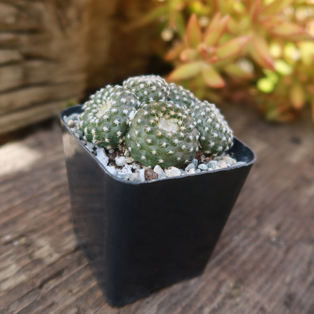 Copiapoa Laui