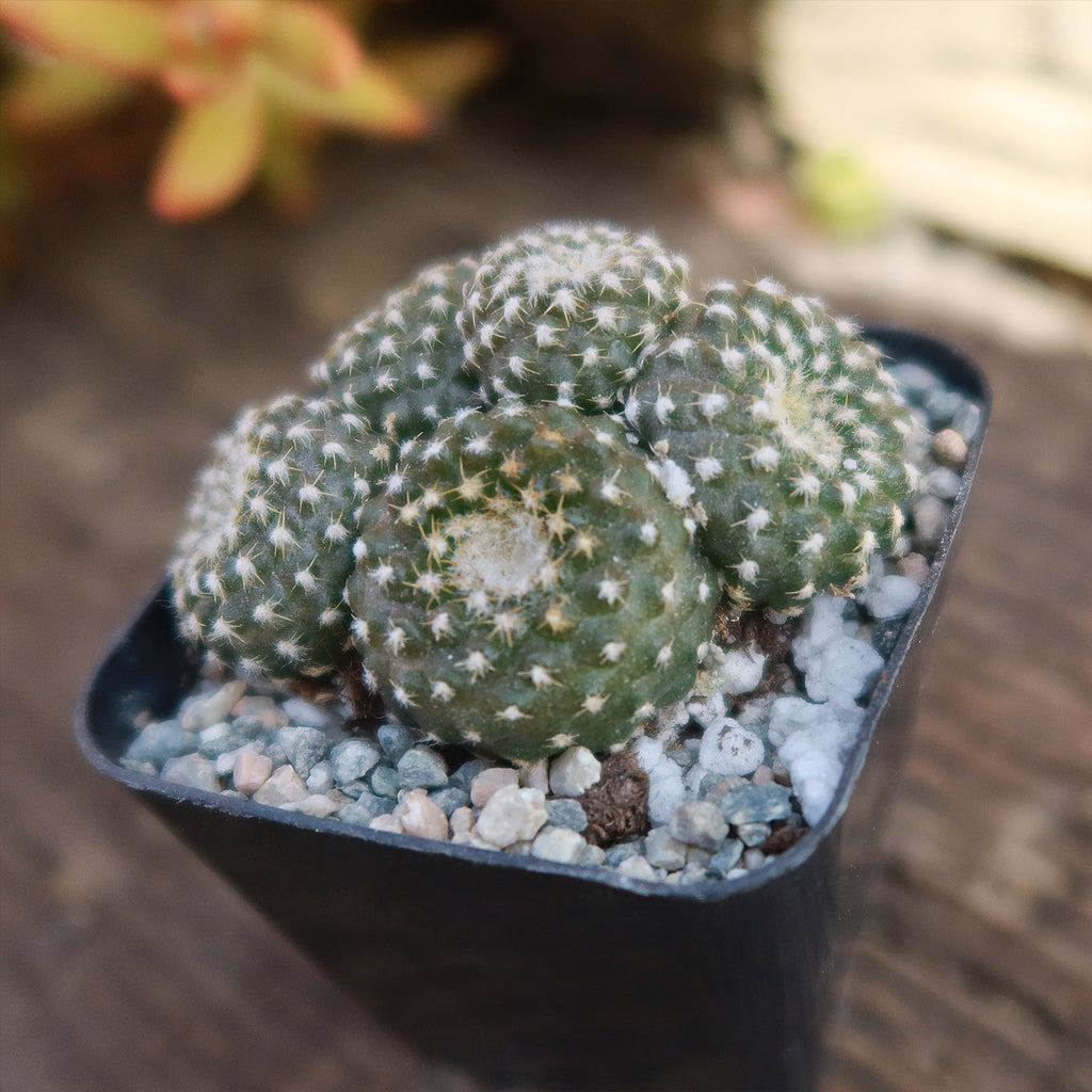 Copiapoa Laui