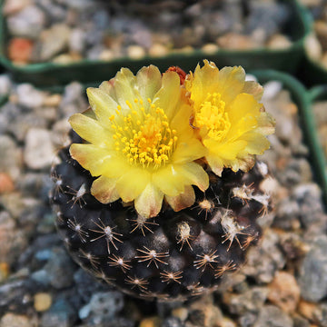 Copiapoa tenuissima Cactus | Buy Online | Planet Desert
