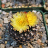 Copiapoa tenuissima