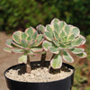 Aeonium sunburst