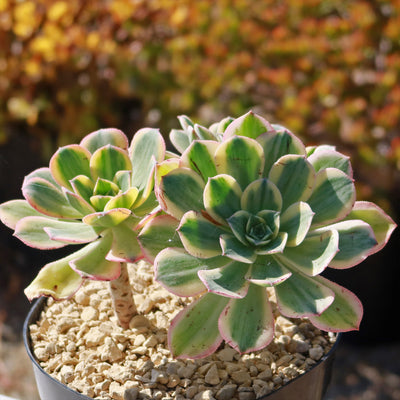 Aeonium sunburst