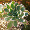 Aeonium sunburst