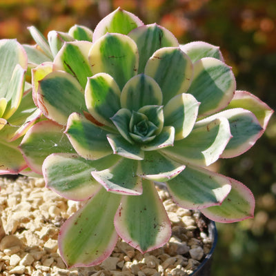 Aeonium sunburst