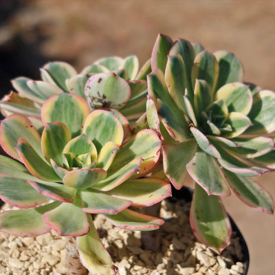 Aeonium sunburst