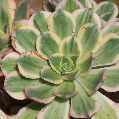echeveria sunburst succulent Shop 'Aeonium sunburst' Care and Info