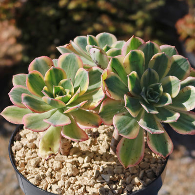 Aeonium sunburst