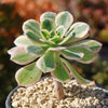 Aeonium sunburst