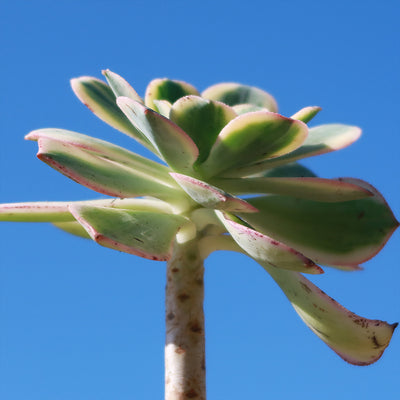 Aeonium sunburst