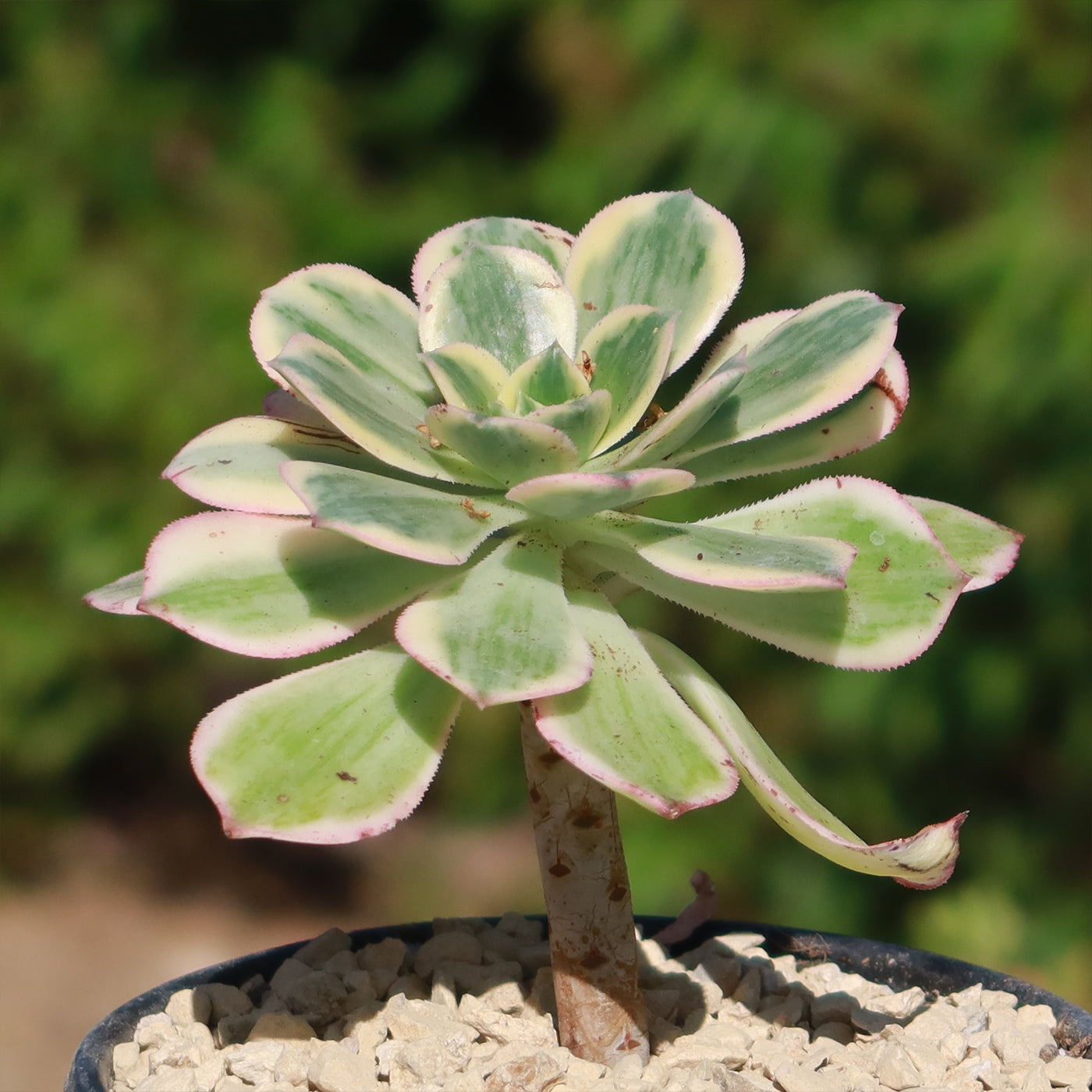 Aeonium sunburst