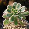 Aeonium sunburst