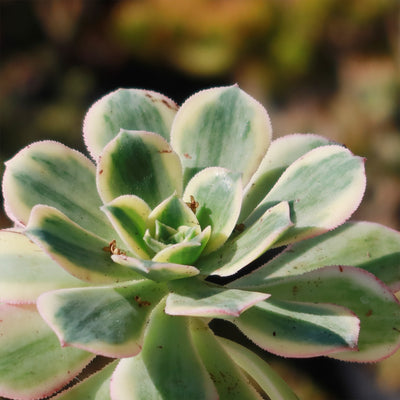 Aeonium sunburst