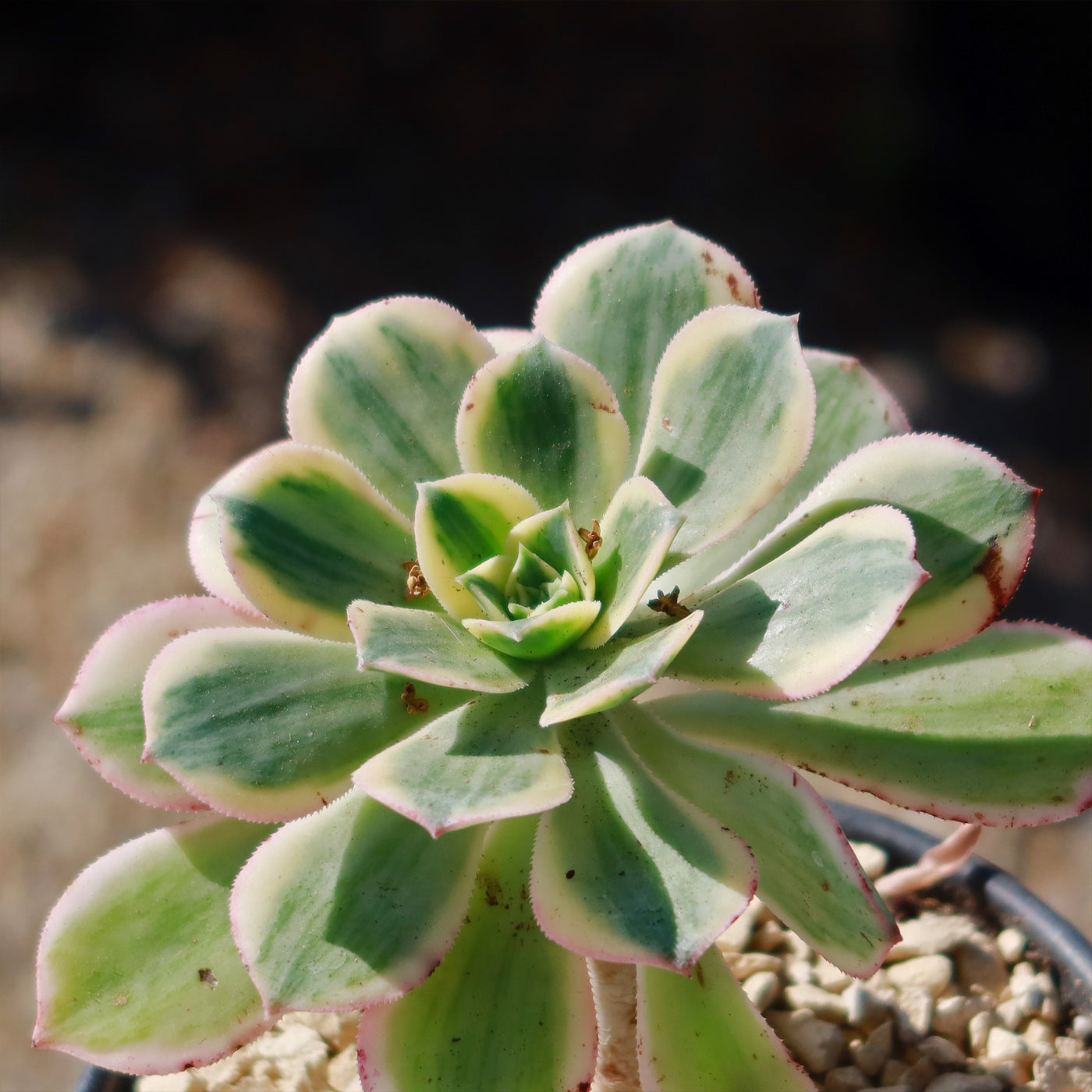 Aeonium sunburst