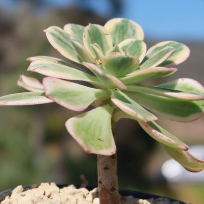 Aeonium sunburst