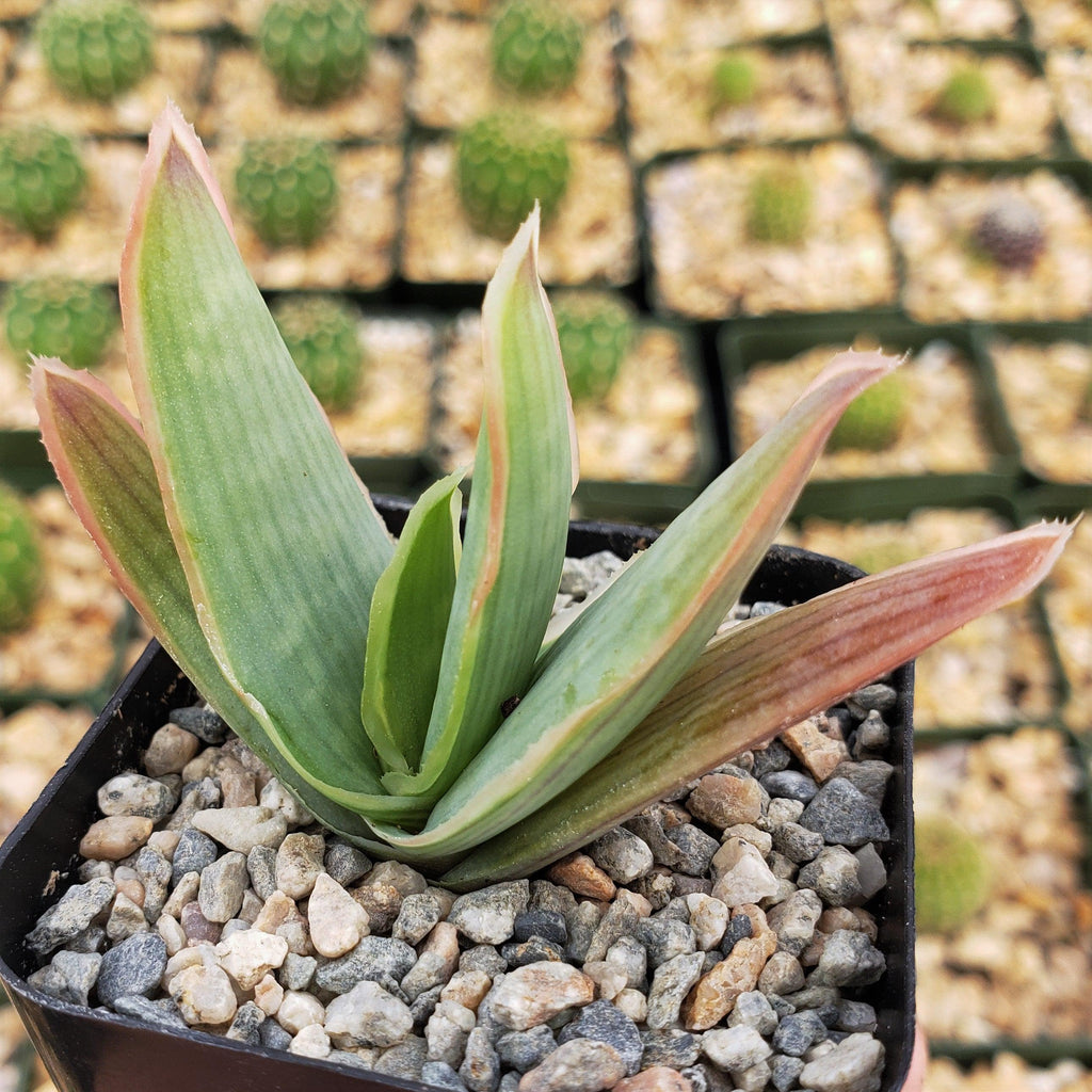 Coral Aloe - Aloe striata