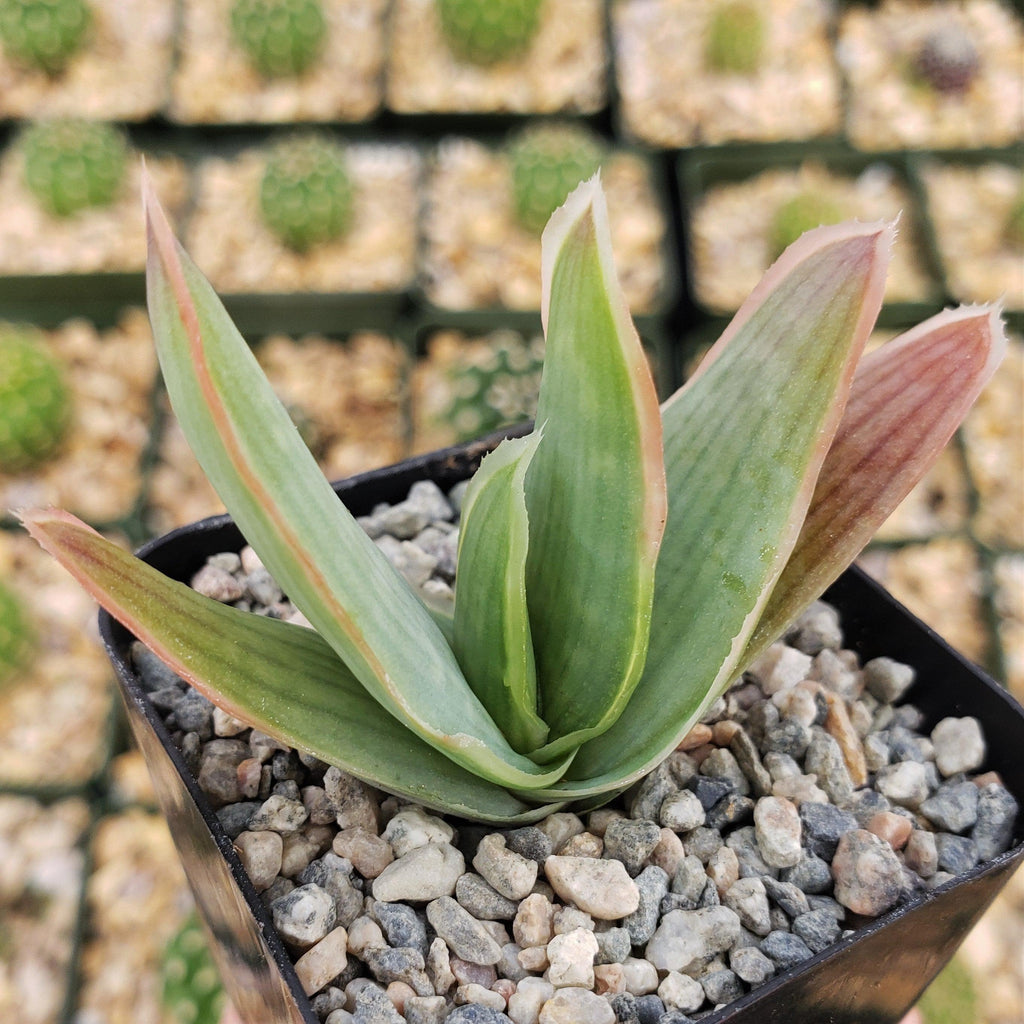 Coral Aloe - Aloe striata