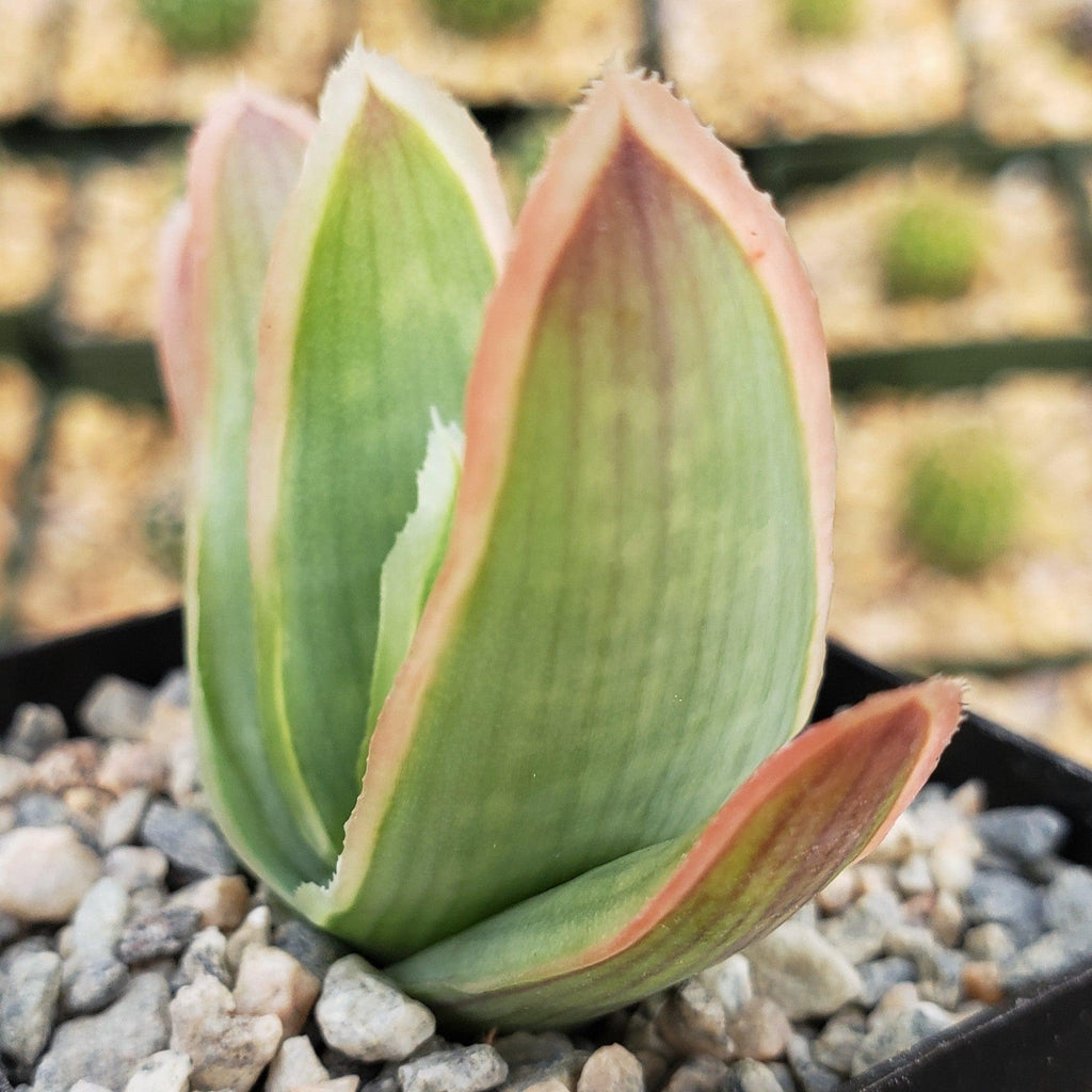 Coral Aloe - Aloe striata