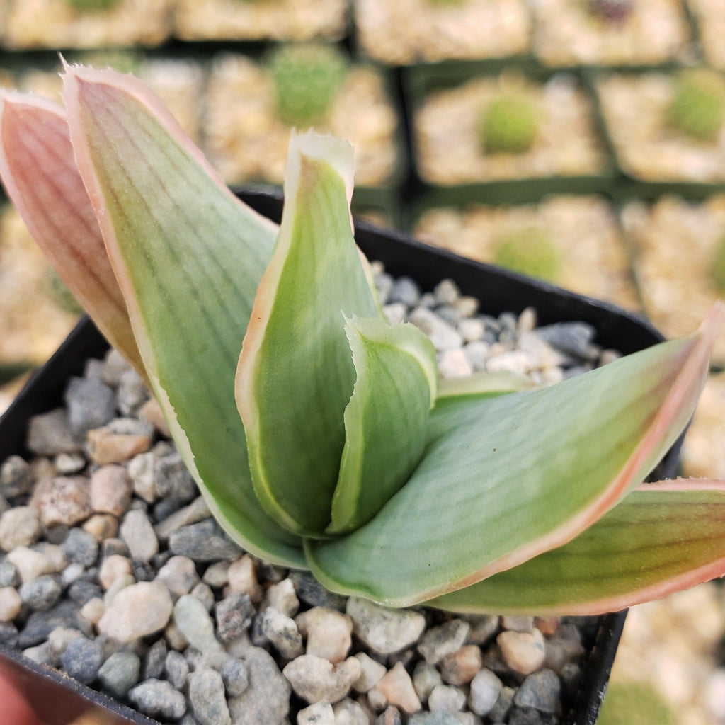 Coral Aloe - Aloe striata