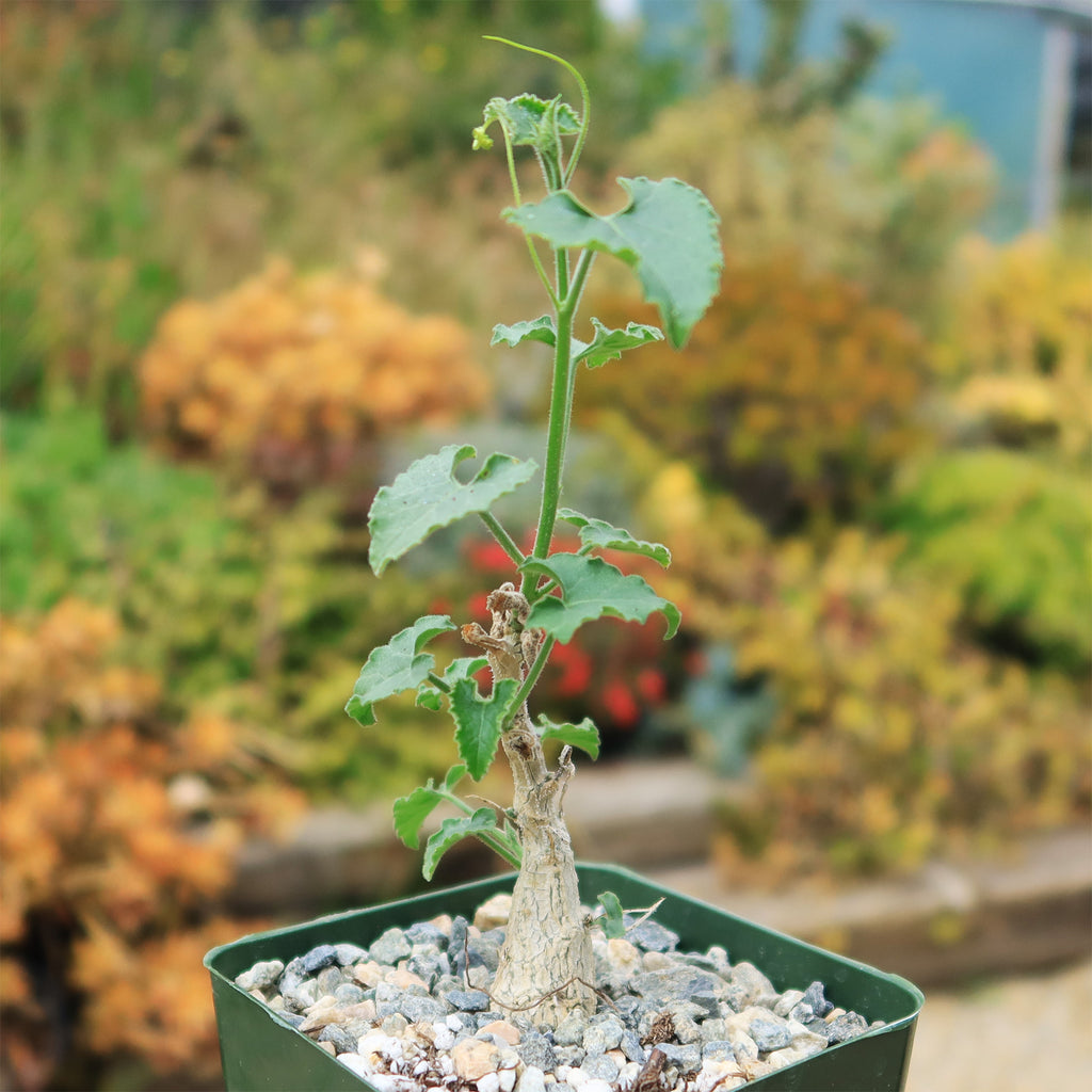 Corallocarpus bainesii