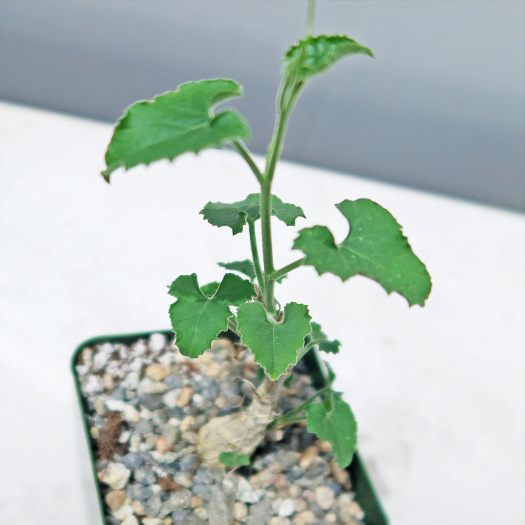 Corallocarpus bainesii