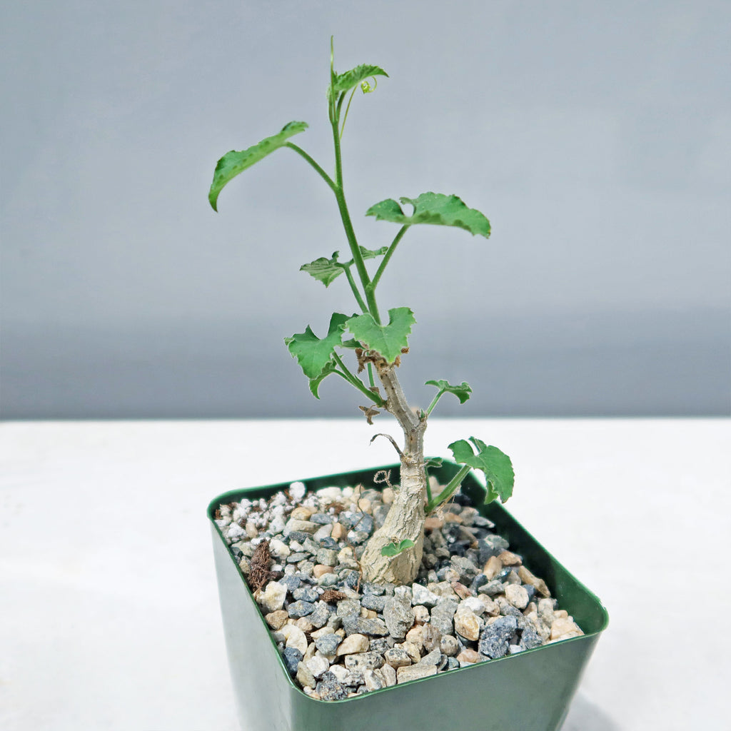 Corallocarpus bainesii