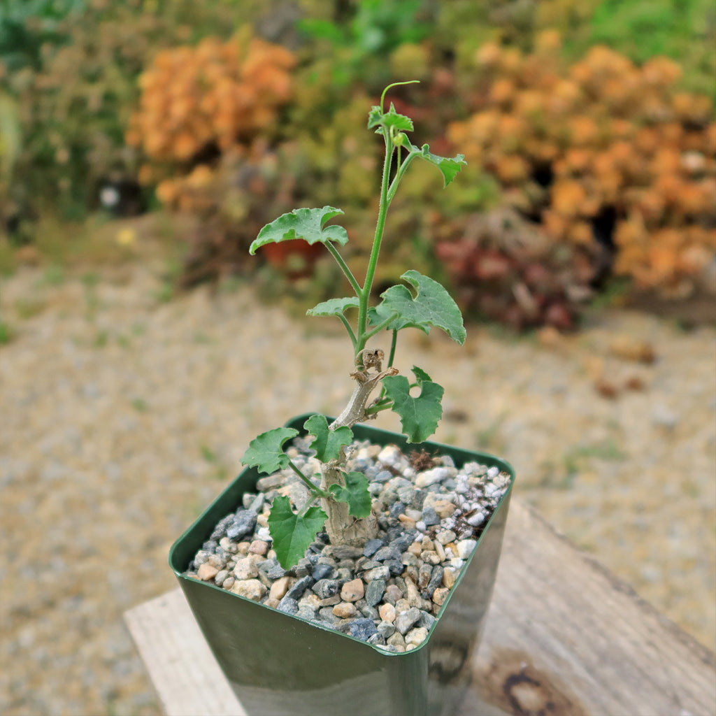 Corallocarpus bainesii