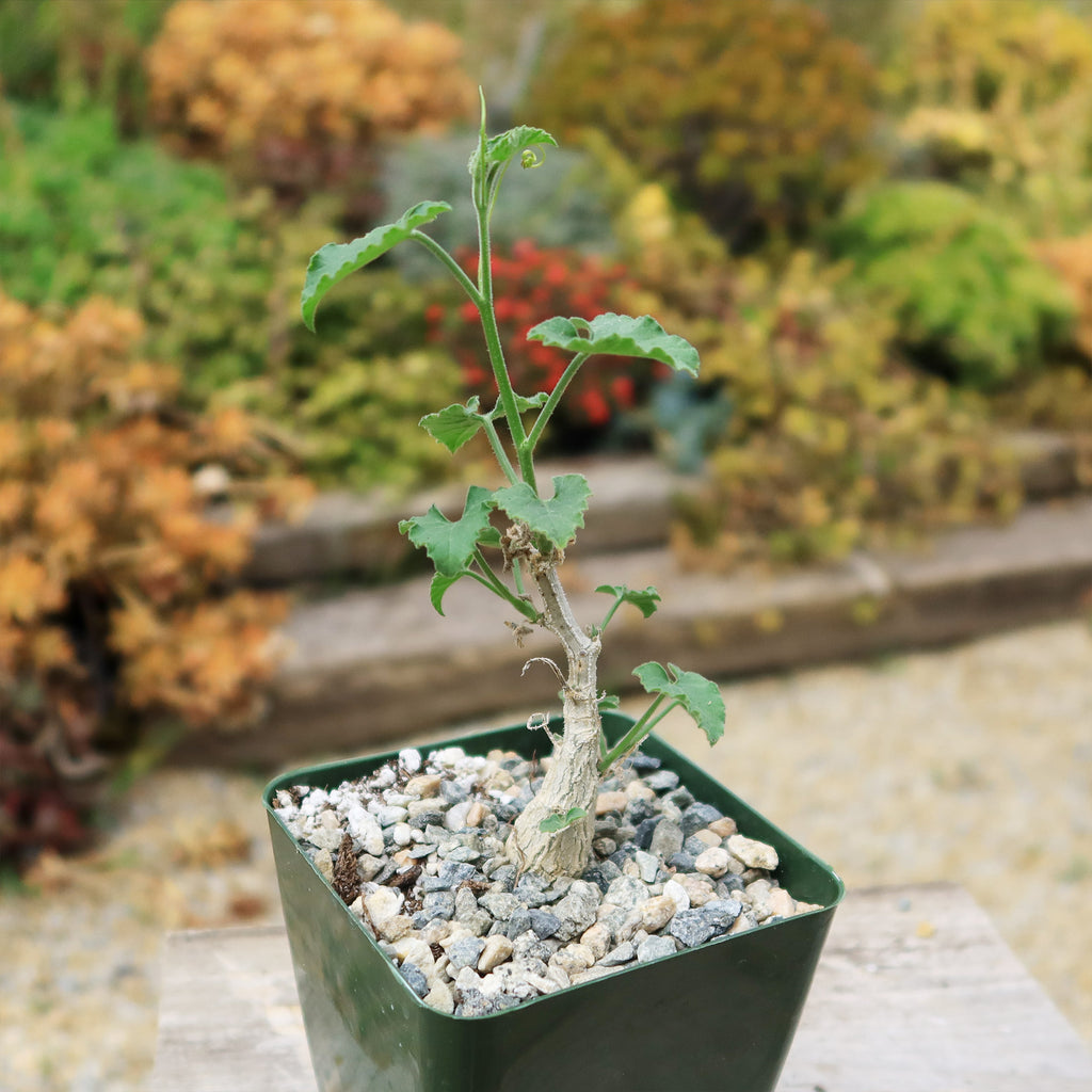 Corallocarpus bainesii