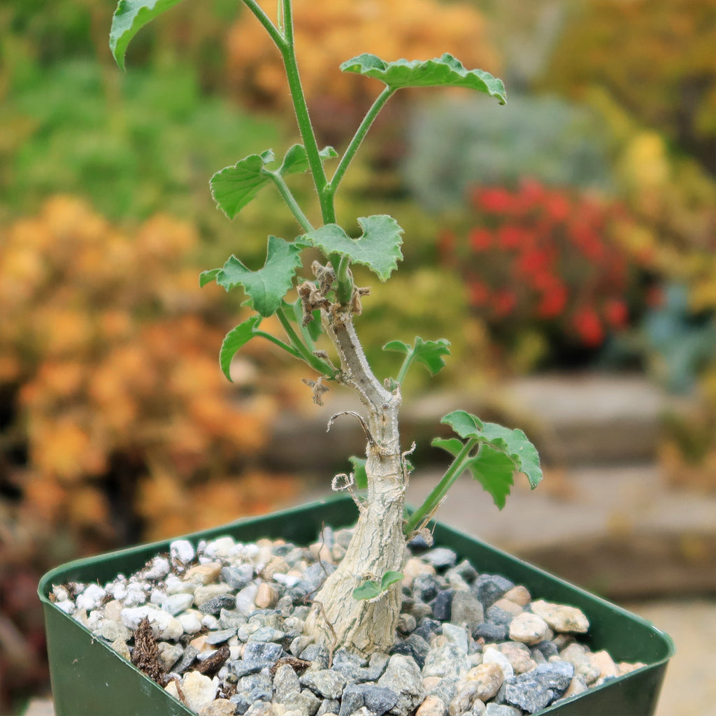 Corallocarpus bainesii