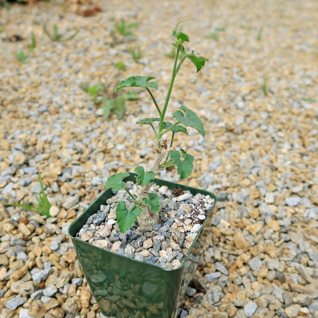 Corallocarpus bainesii