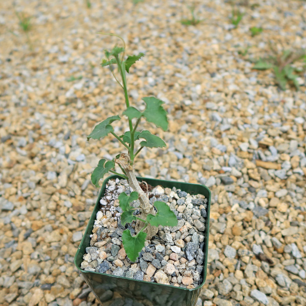 Corallocarpus bainesii