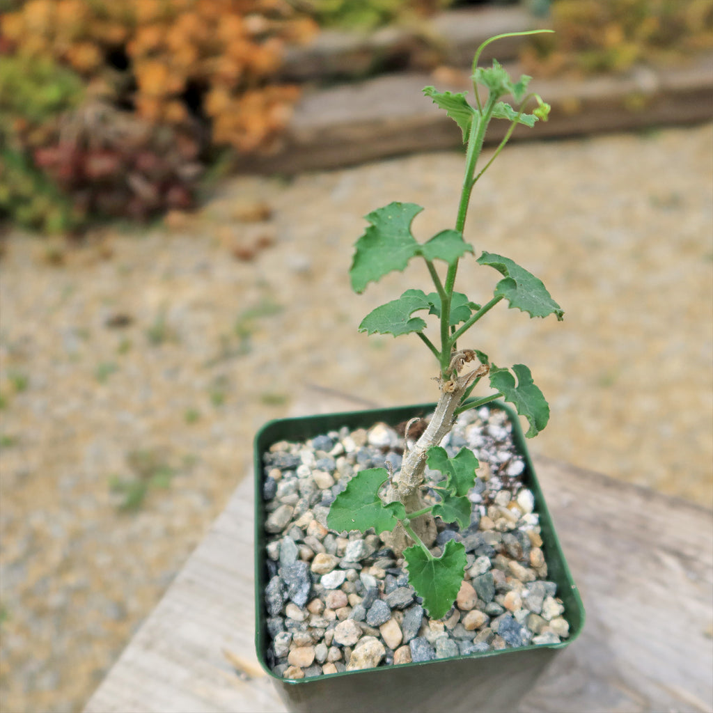 Corallocarpus bainesii