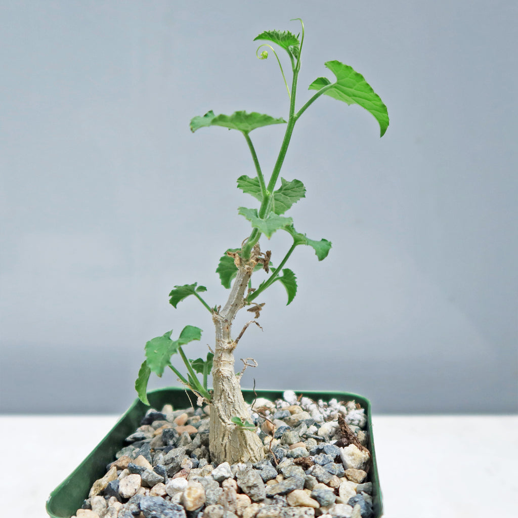 Corallocarpus bainesii