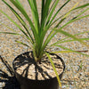 Cabbage Tree - Cordyline australis