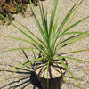 Cabbage Tree - Cordyline australis