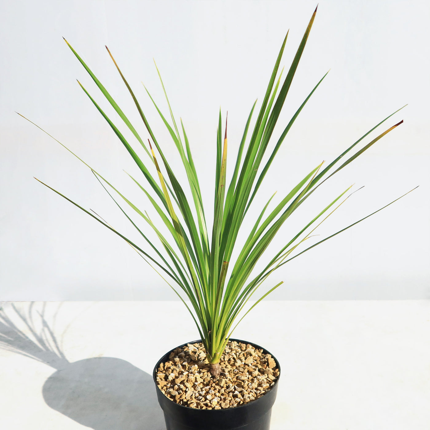 cordyline australis dracaena Shop 'Cordyline australis – Cabbage Tree' Care and Info