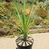 Cabbage Tree - Cordyline australis