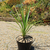 Cabbage Tree - Cordyline australis