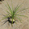 Cabbage Tree - Cordyline australis