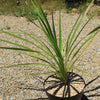 Cabbage Tree - Cordyline australis