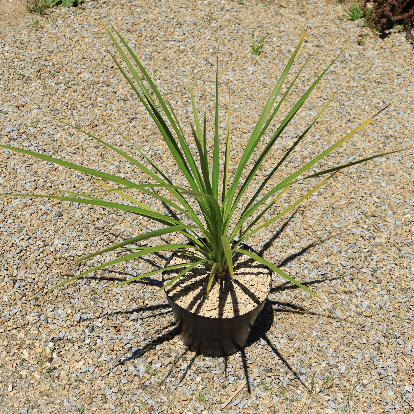 cabbage tree house plant Shop 'Cordyline australis – Cabbage Tree' Care and Info