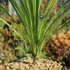 Cabbage Tree - Cordyline australis