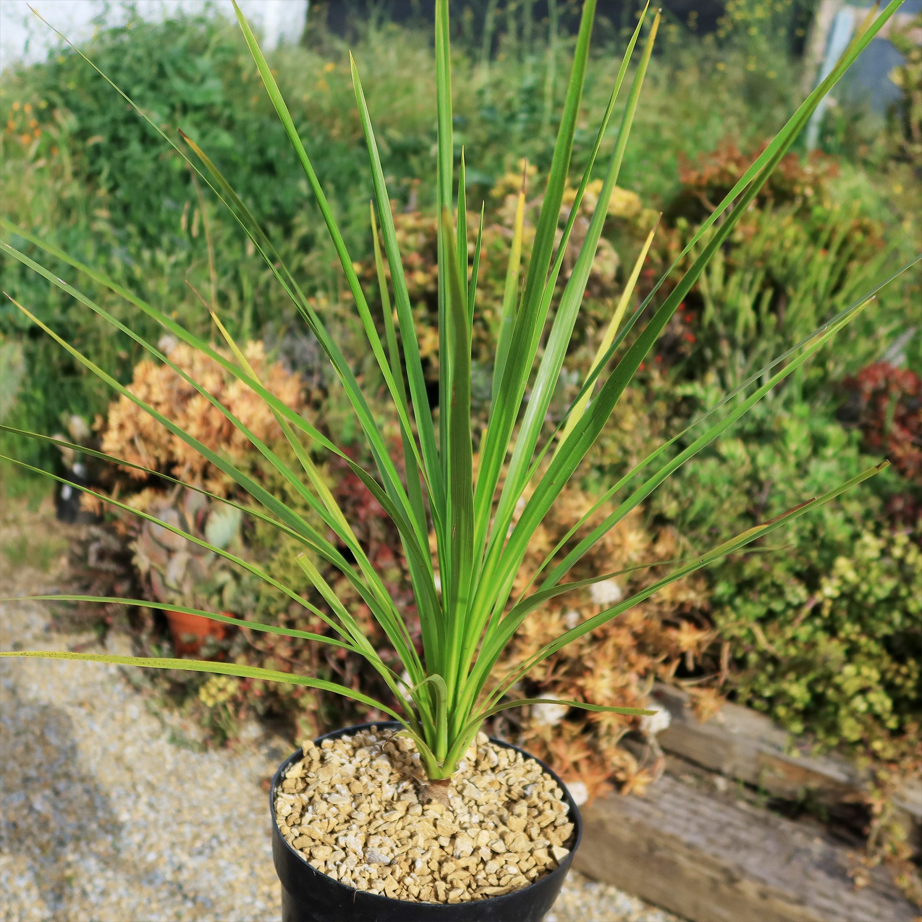 cabbage tree indoor plant Shop 'Cordyline australis – Cabbage Tree' Care and Info