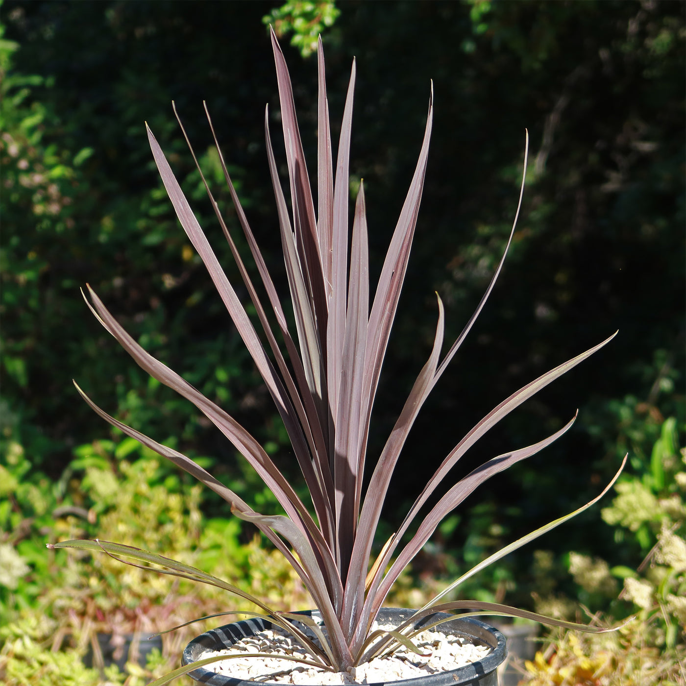 Shop 'Cordyline Red Sensation' Care and Growing Guide | Planet Desert